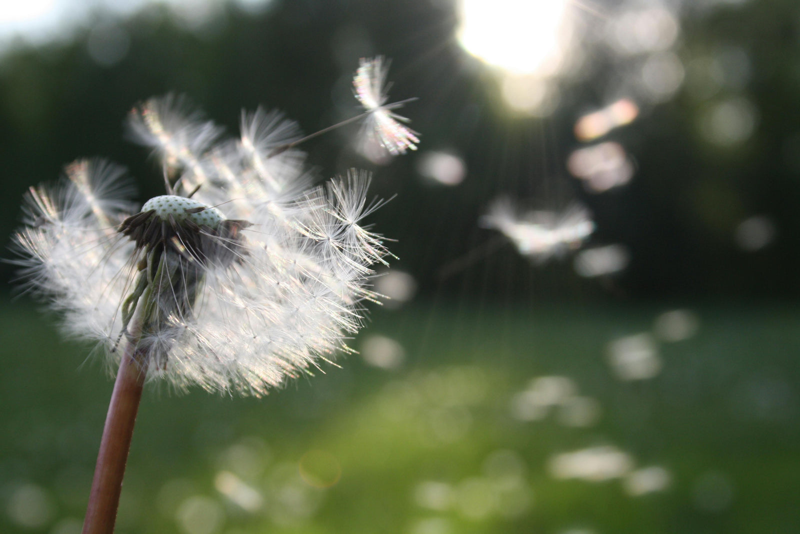 Bloem wind