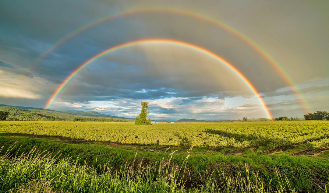 Buigen & Regenbogen: De geschiedenis van vier generaties